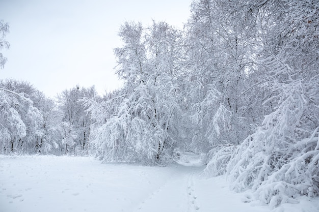 Prachtige besneeuwde winterlandschap in het park