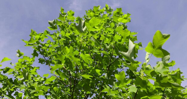 prachtige bladboom tulpenboom met groen blad