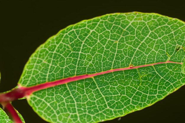 Prachtige bladmacro Een boeiende close-up van de delicate schoonheid van de natuur