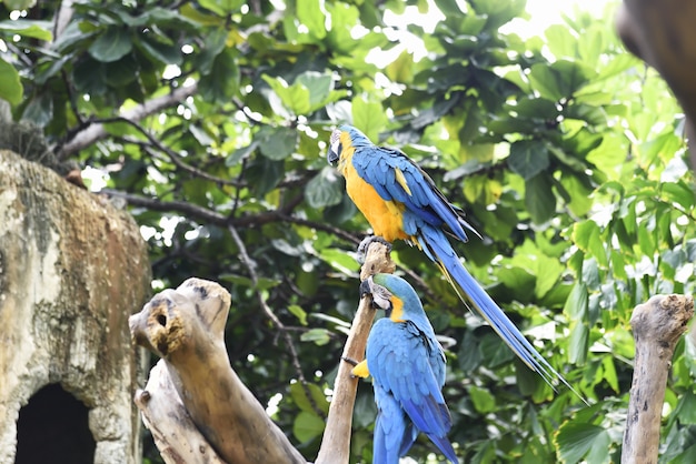 Prachtige blauw-en-gele ara (Ara ararauna)