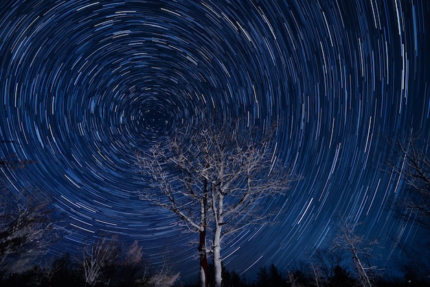 Prachtige blauwe sterrenhemel met bladloze bomen voor een timelapse-opname