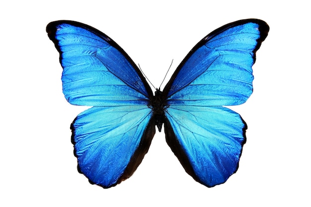 Foto prachtige blauwe vlinder geïsoleerd op een witte achtergrond