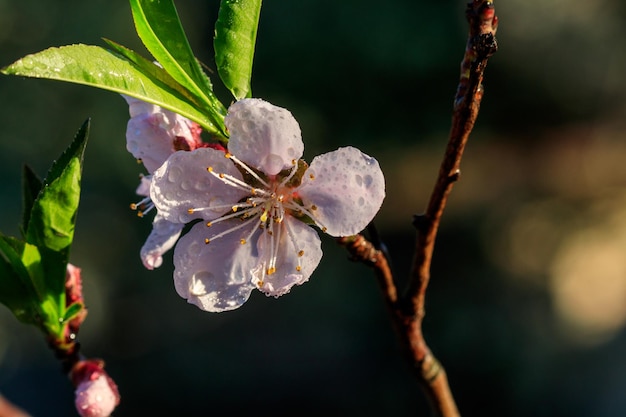 Prachtige bloei van abrikozen fruitbomen met druppels