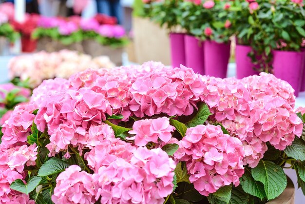 prachtige bloeiende hortensia in potten