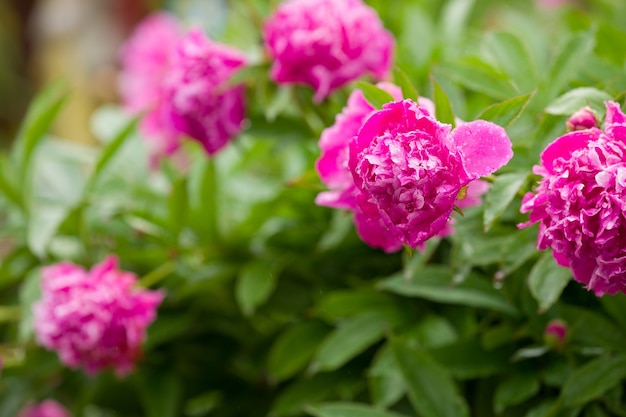 Prachtige Bloeiende Roze pioenrozen in de tuin