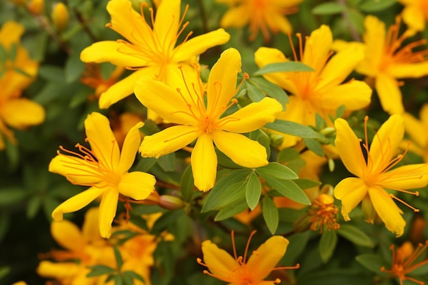 Prachtige bloeiende Saint John's wort bloemen