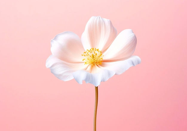 prachtige bloeiende witte bloem op abstracte roze achtergrond bloemenconcept AI gegenereerd