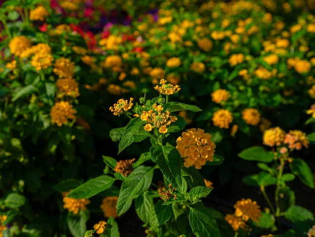 prachtige bloemen in de tuin