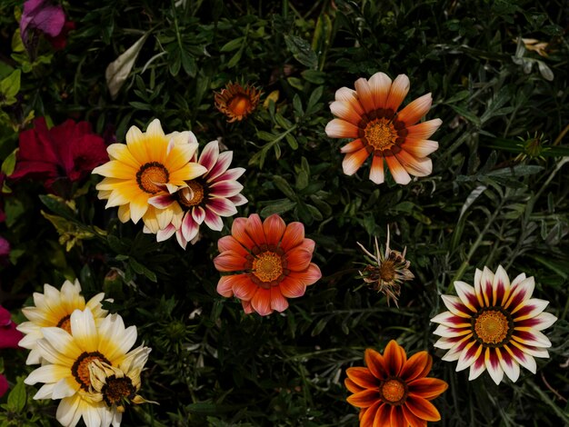 prachtige bloemen in de tuin