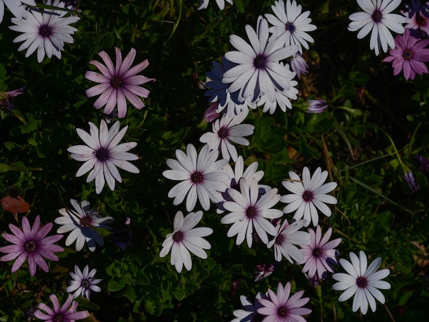 prachtige bloemen in de tuin