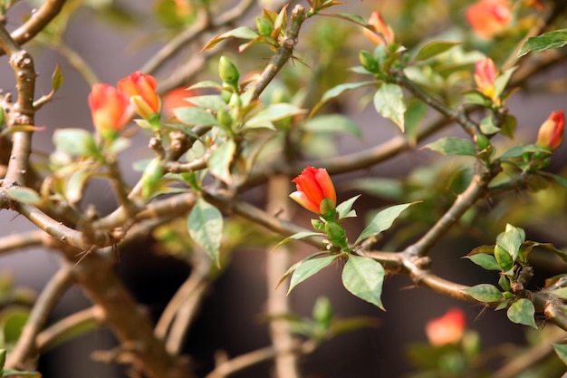 prachtige bloemen in de tuin