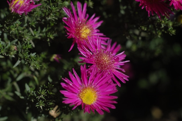 prachtige bloemen in de tuin