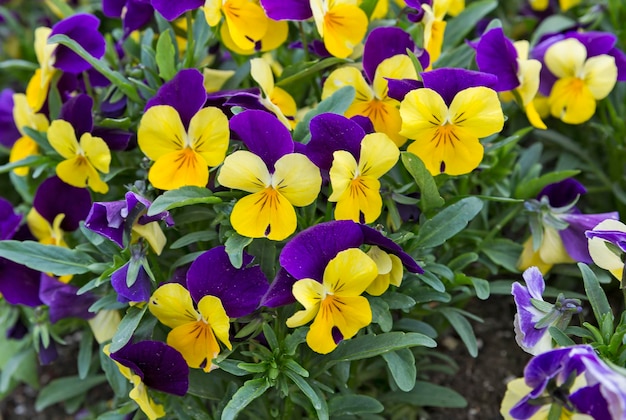 Foto prachtige bloemen in hun natuurlijke omgeving