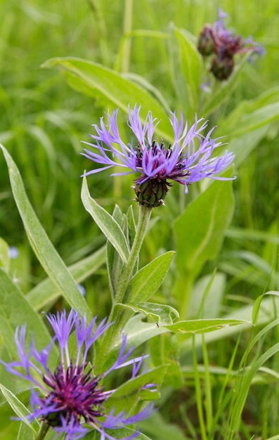 Prachtige bloemen in hun natuurlijke omgeving