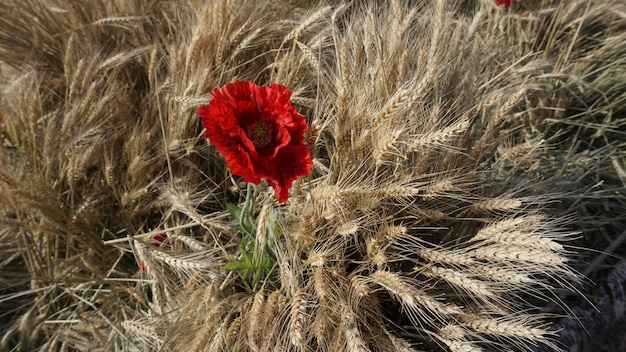 prachtige bloemen op het platteland