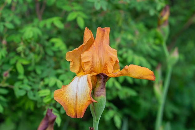 Prachtige bloemen van bruine irissen bloeien