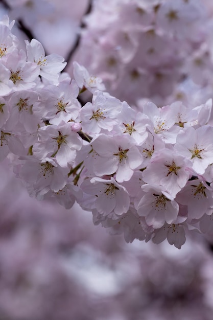 Prachtige bloemen van de amandelboom behang Delicate witte en roze bloemboeketten in tegenlicht van de bloeiende boom Selectieve focus van takken en blauwe lucht vervagen achtergrond Kopieer ruimte