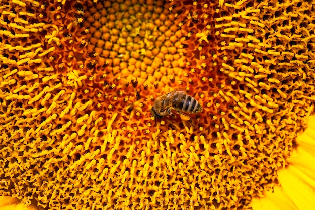 Prachtige bloemen zonnebloemen bloeitijd en bestuiving door insecten