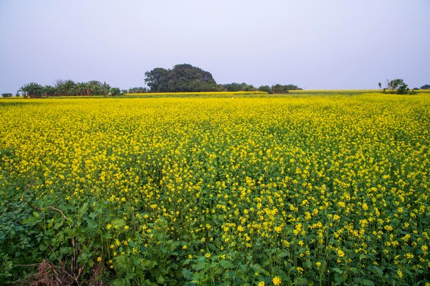 Prachtige bloemenlandschapsweergave van koolzaad in een veld met blauwe lucht op het platteland van Bangladesh