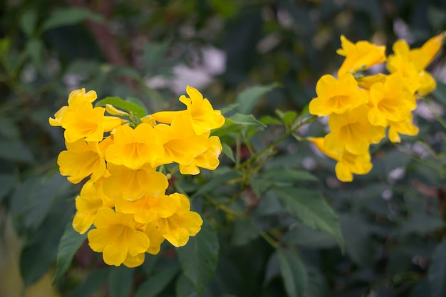 Prachtige Blossom Yellow Tecoma stans