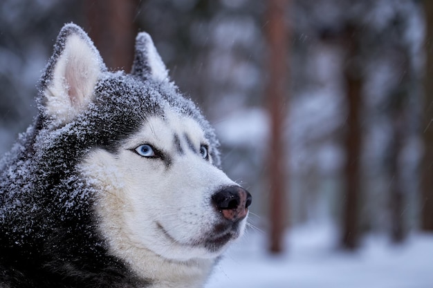 Prachtige blueeyed Siberische husky Portret husky hond in winter forest