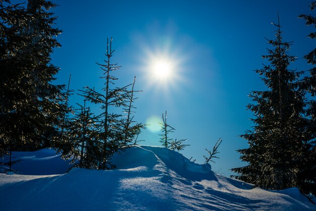 Prachtige bomen groeien tussen besneeuwde sneeuwbanken