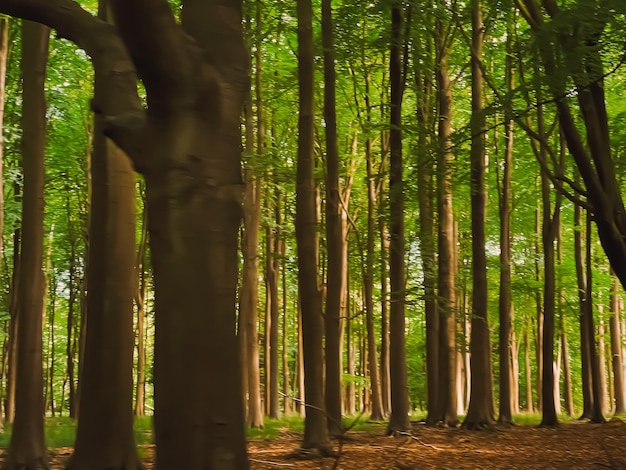 Prachtige bomen in zomerbos in Hertfordshire Engeland natuur en milieu