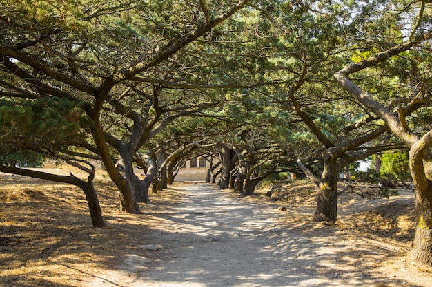 Prachtige boomgalerij die leidt naar het herenhuis op een filerimos-heuvel in rhodos, griekenland