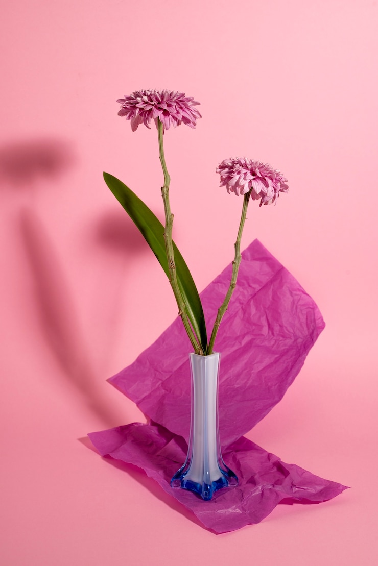 Prachtige chrysant met roze wikkel