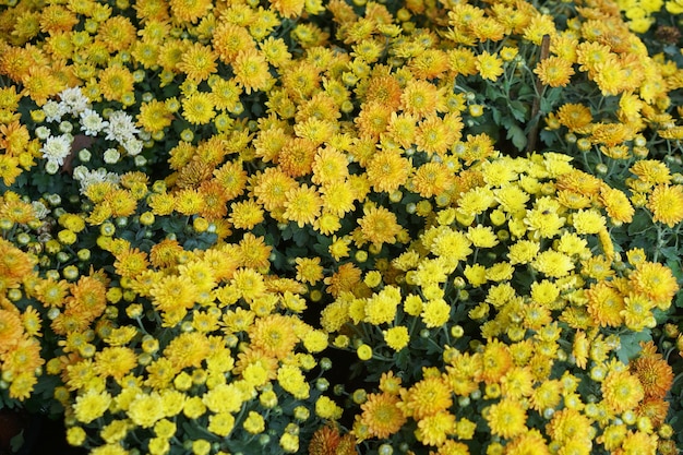 Prachtige chrysanten bloeien in de zon