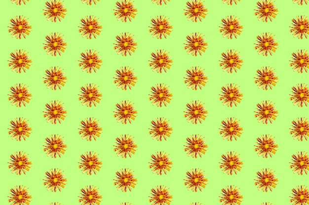 Prachtige chrysanten in geometrisch rasterpatroon op een lichtgroene achtergrond