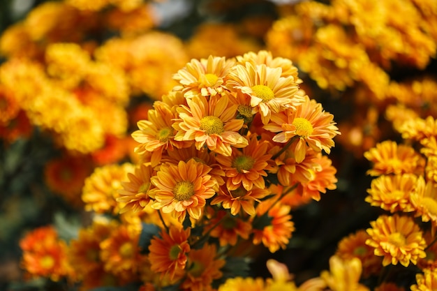 prachtige chrysanthemum bloem bloeiend in de tuin