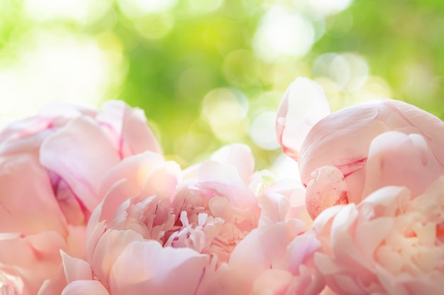 Prachtige delicate roze pioenrozen op een groene natuurlijke achtergrond mooie lente compositie