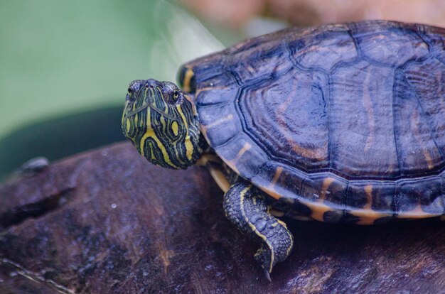 Prachtige dieren gefotografeerd in een dierentuin in Brazilië met natuurlijk licht.