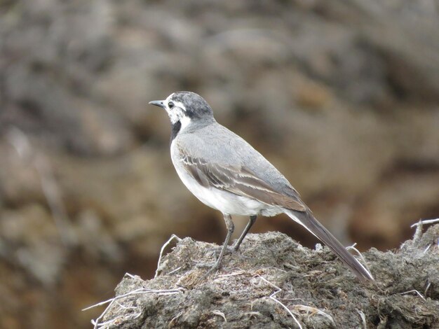 Prachtige dieren in het wild met vogels