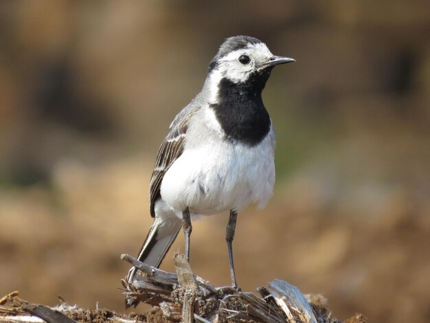 Prachtige dieren in het wild met vogels