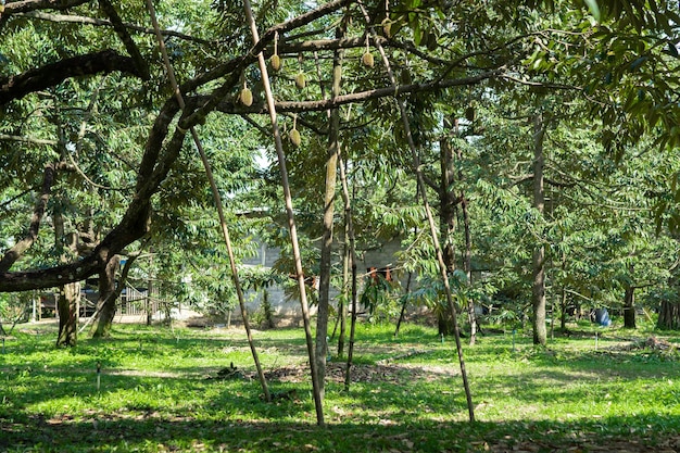 Foto prachtige durian-tuin in het zuiden van thailand