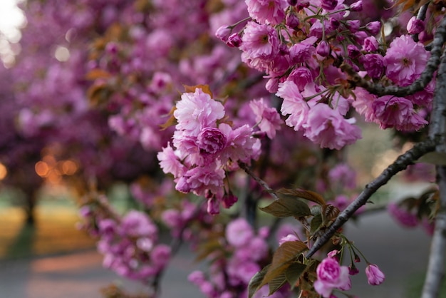 Prachtige en mooie sakurabloemen in de lente