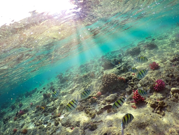 Prachtige en prachtige onderwaterwereld met koralen en tropische vissen Rode zee Egypte