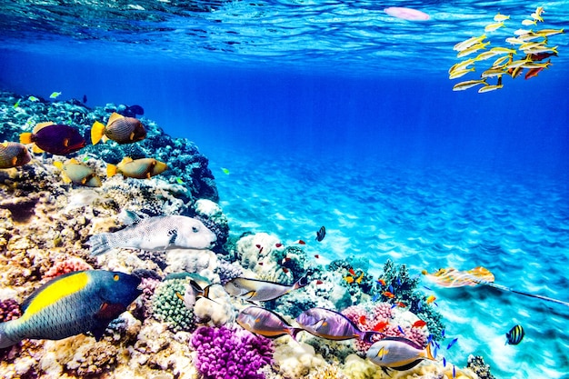 Prachtige en prachtige onderwaterwereld met koralen en tropische vissen