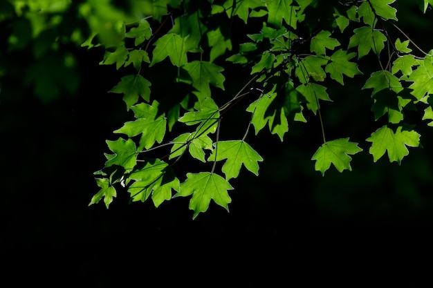 prachtige esdoorn bladeren in de zon