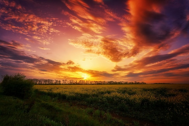 Prachtige fantastische zonsondergang boven een geel bloeiend veld