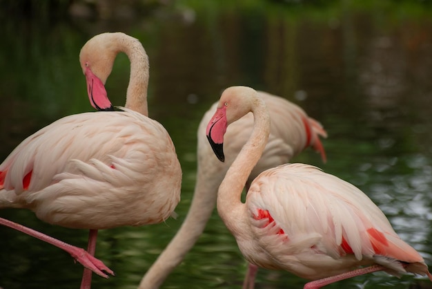 Prachtige Flamingo vogels Tropisch Thema Behang met Flamingo's