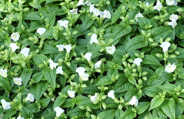 Prachtige frisse witte Torenia- of Wishbone-bloemen