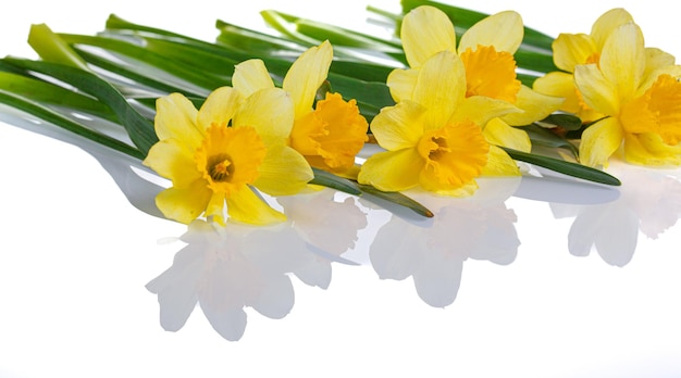 prachtige gele bloemen narcissen op een witte achtergrond close-up
