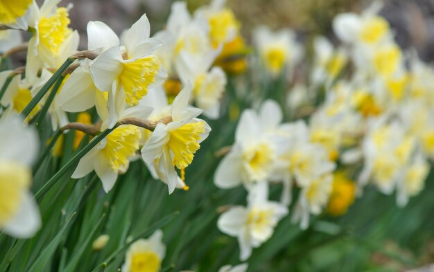 prachtige gele narcissen bloeien in een bloembed in een tuin