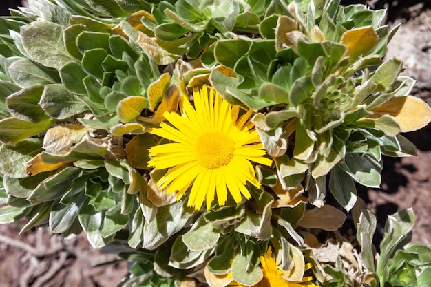 prachtige gele wilde bloemen die endemisch zijn voor Fuerteventura