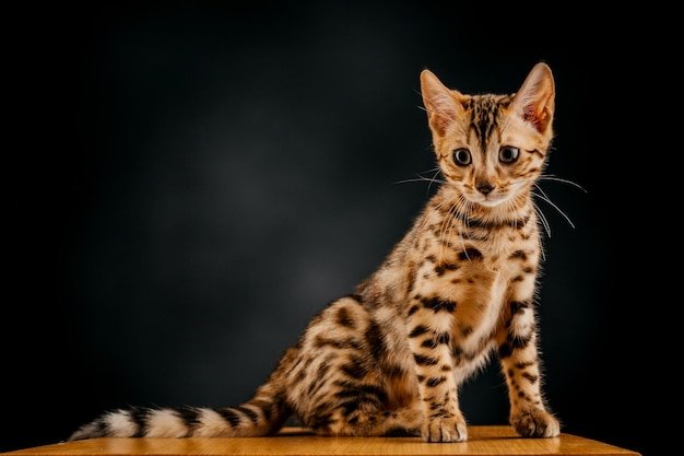 Prachtige gevlekte Bengaalse kat met zwarte achtergrond