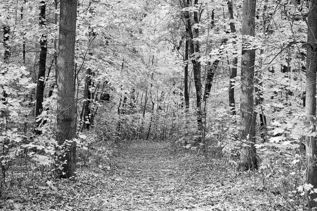 Prachtige glorieuze herfst Herfstlandschap Herfstbospad Bladeren worden geel aan bomen Gouden herfstseizoen Wilde herfstnatuur