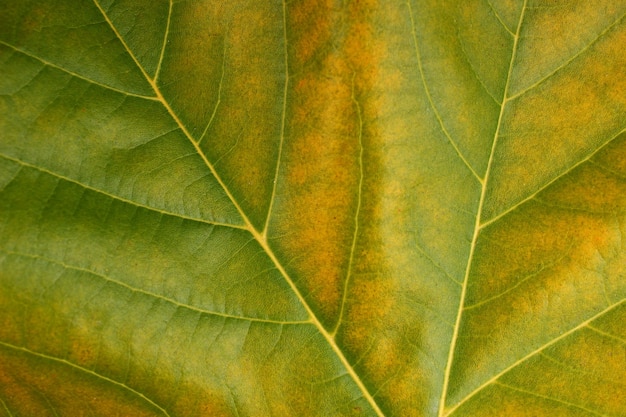 Prachtige groene blad close-up